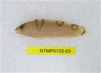 藏品(蓋馬氏盔魚)的圖片